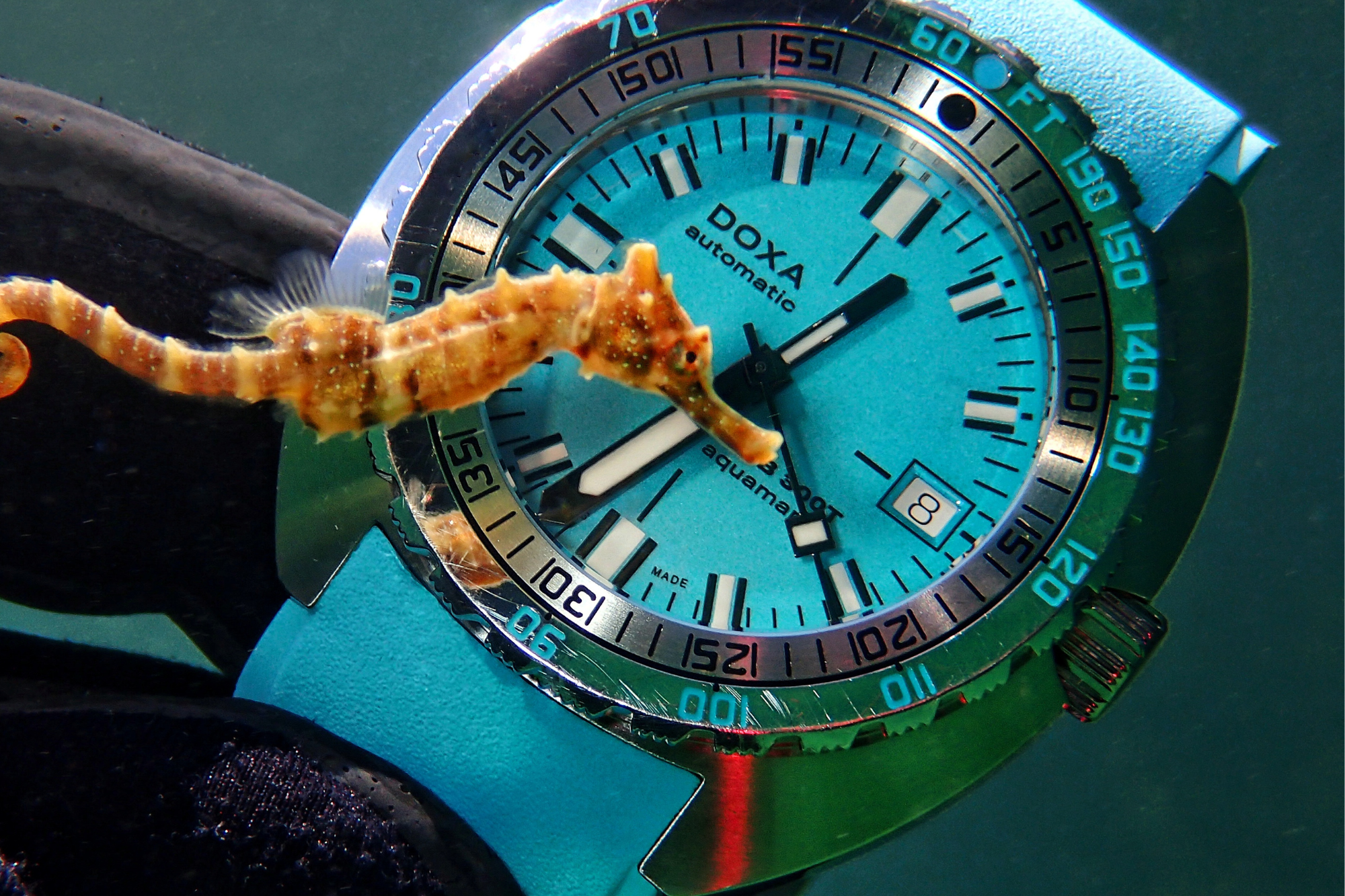 Admiring the Beauty Beneath the Sea